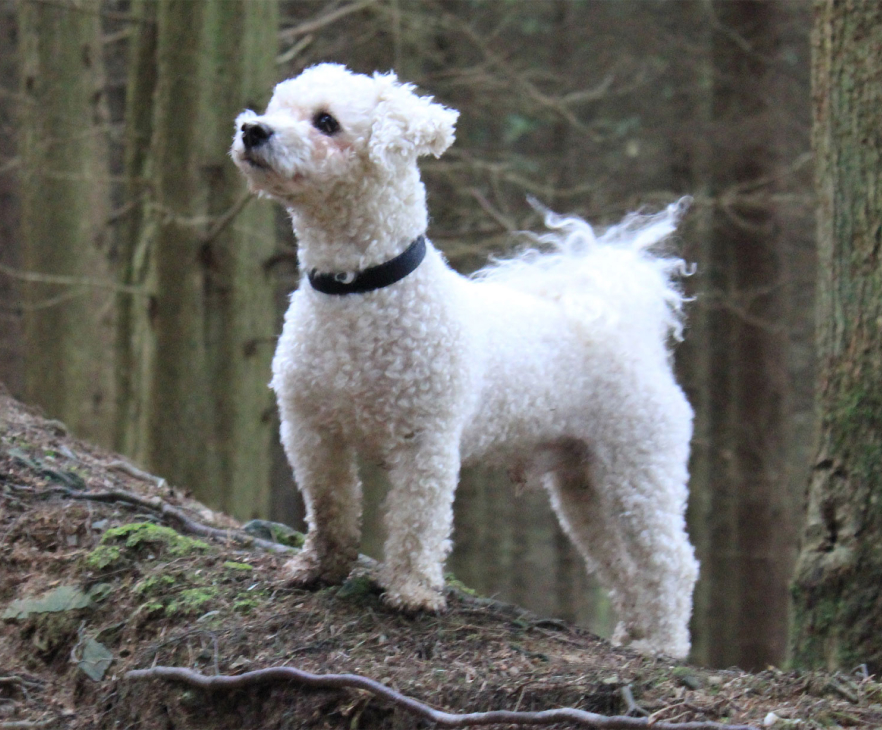 Lenny the dog giving a heroic pose in the forest near the kennels