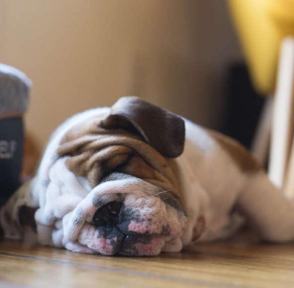 A Bulldog sleeping peacefully